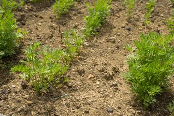 CLose up of leaves of grown carrots in the garden