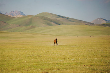 Horses are running and eating in grassland at the lakeside of Song Kul Lake, Kyrgyzstan - 351463117