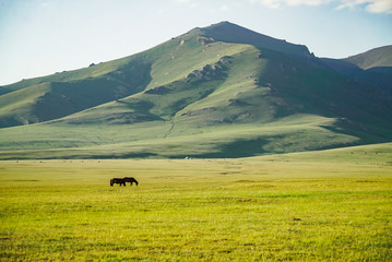 Horses are running and eating in grassland at the lakeside of Song Kul Lake, Kyrgyzstan - 351463143