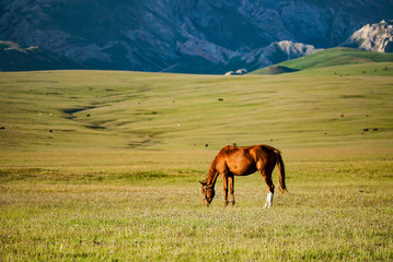 Obraz premium The horse is eating grass with a beautiful landscape at Song Kul Lake grassland in the summertime, Song Kul Lake, Kyrgyzstan 