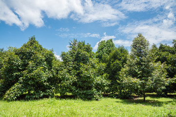 Durian and mangosteen gardens against the backdrop of blue sky in sunny day.