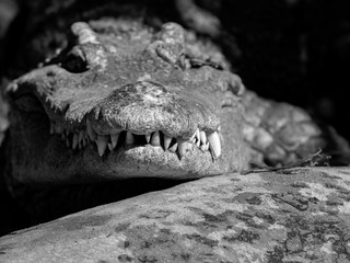 Close up Head of Crocodile with Teeth Isolated on Background, Black and White