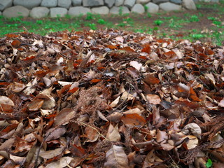 A habitat for insects with fallen leaves in the spring forest