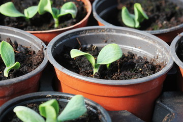 Growing young and green pumpkin seedlings in pots. Gardening background