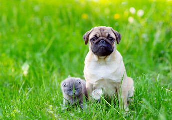 Fototapeta premium Puppy pug and striped kitten Scot sitting next to the green grass in the summer in the park and looking at the camera