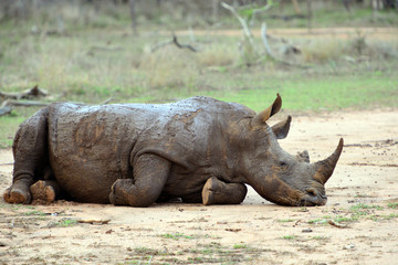 Obraz premium Hlane Royal National Park, Swaziland,white rhino Breitmaulnashhorn im Hlane Royal Nationalpark