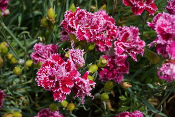 Obraz premium Carnations flowers with pink and dark pink color. Flowers in the home garden. The single flowers of the Carnations species, Dianthus caryophyllus have 5 petals.