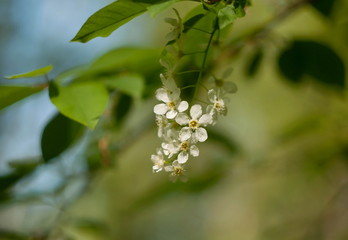 Flowers on a branch of a bird cherry tree on a may morning. Moscow region. Russia.