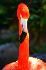 フラミンゴ