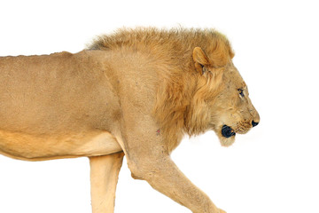 Southern Lion (Panthera leo melanochaita) or African Lion. A large very blond dominant male,...