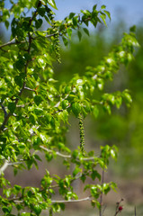 Green Leaves on a Branch