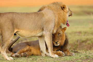 Southern Lion (Panthera leo) also Eastern-Southern African Lion. Dominant males welcome to meet in the savannah with a colorful background.Light lion with open mouth, dark looks into the lens.