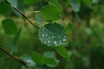 A close up of shining raindrops on the surface of an aspen leaf, selective focus, natural blurred background
