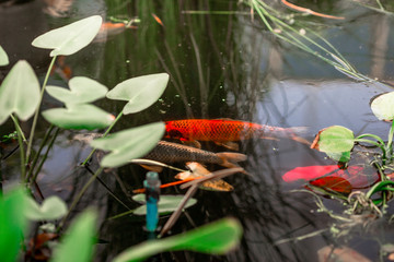 Obraz premium The blurred abstract background of a group of fish swimming in the water, while looking for food or waiting to receive the food pellets that people bring during the day.