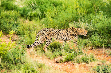 Cheetah walking in the savannah