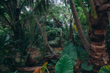 Jungle forest after the rain. Lush green foliage in tropical jungle.