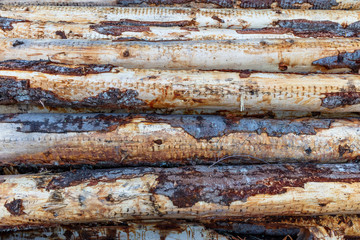 Forest pine trees that were recently logged and stacked by loggers