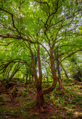 Naklejka premium Monte Gennaro - The peak in the Monti Lucretili mountains, Lazio region, central Italy, with an elevation of 1,271 metres; it's the highest peak visible from Rome looking, located in province of Rome