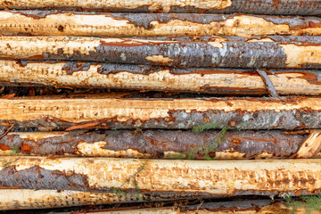 Forest pine trees that were recently logged and stacked by loggers