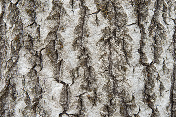 Background from the bark of an old aspen