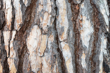Background from the bark of an old pine