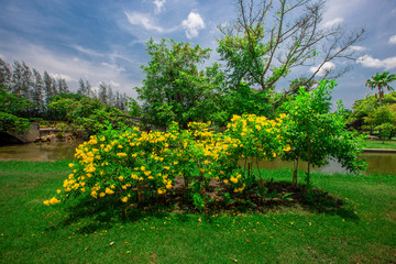 Obraz premium natural background of the green atmosphere in the park,with many beautifully decorated trees,plants for the public to come and relax with the family during the holidays