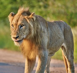 Male lion in the grass