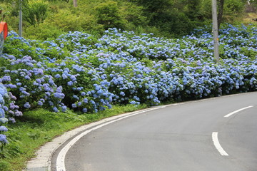 道路沿いにたくさん咲いている青色のアジサイ