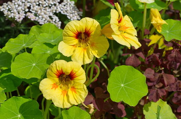 Blooming nasturtium (lat. Tropaeolum) on a flower bed close-up