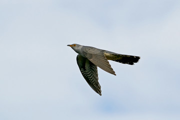Common cuckoo (Cuculus canorus)