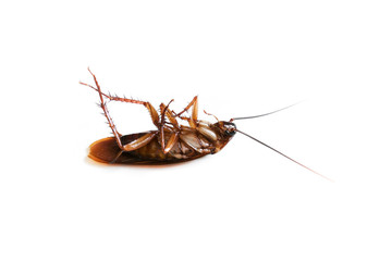 Cockroach on isolated white background,Dead cockroachs on white