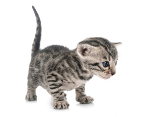 bengal kitten in studio