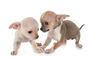 chihuahuas in studio
