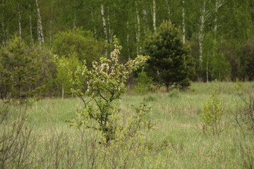 forest in the morning