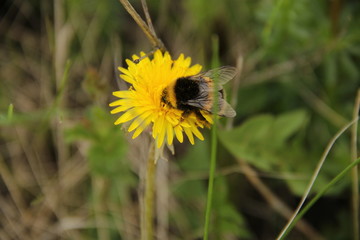 bee on dandelion
