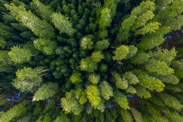 Naklejka premium Aerial top view of a large group of green trees in the forest