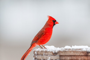 Male Northern Cardinal