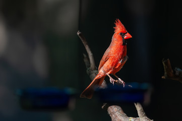 Male Northern Cardinal