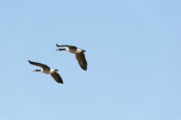 Canada Geese