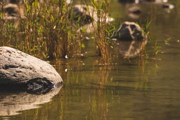 Beautiful Nature View Scene of 