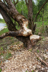 A tree by the water, gnawed by beavers.