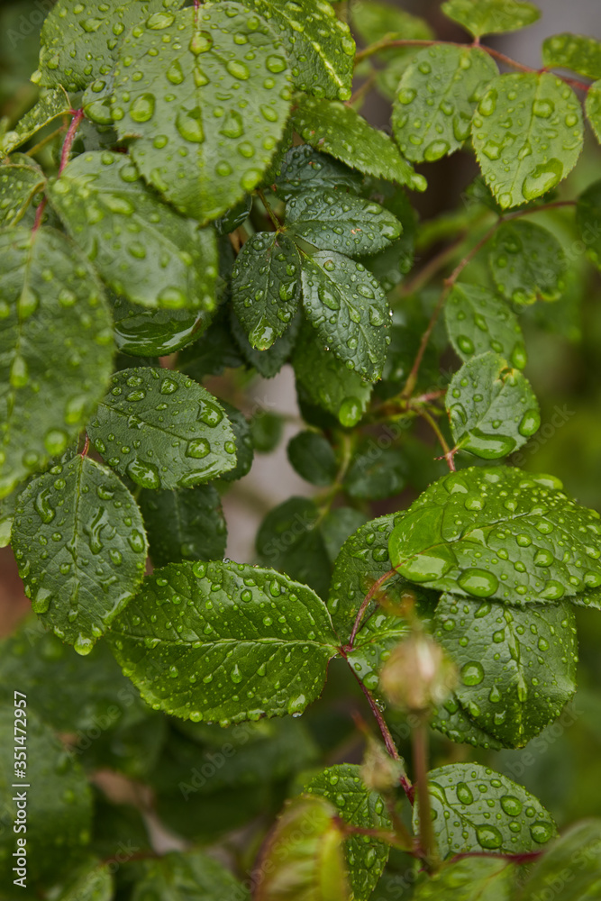 Wall mural rose leaves in after the rain