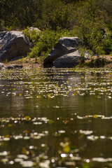 Beautiful Nature View Scene of 