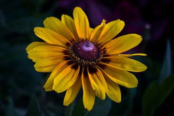 Beautiful flower with yellow petals and purple pistil