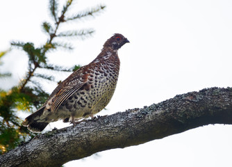 Male hazel grouse (Tetrastes bonasia) perched on the birch branch high above the ground in dark forest