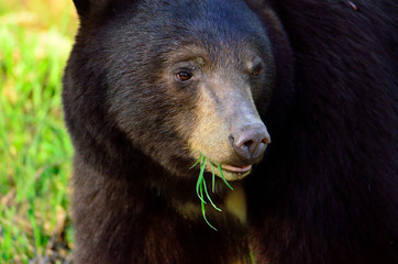 Black bear