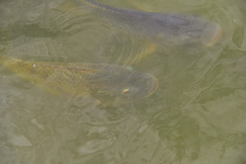 Look after tilapia in the farm.