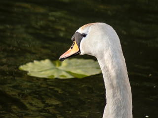 łabędź © Henryk Olszewski