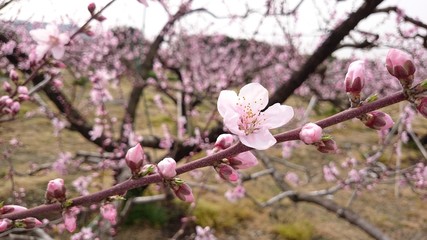 桃の花201901