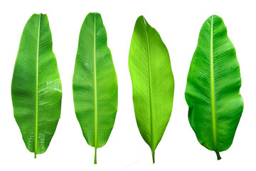 banana leaf isolated on white background